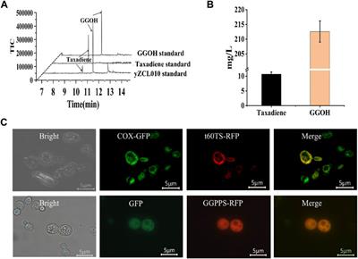 Elimination of enzymes catalysis compartmentalization enhancing taxadiene production in Saccharomyces cerevisiae